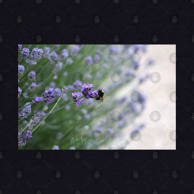 Bumble Bee Lavender Photography Print by Athene Art